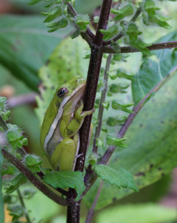  Green Treefrog